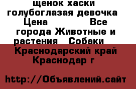 щенок хаски  голубоглазая девочка › Цена ­ 12 000 - Все города Животные и растения » Собаки   . Краснодарский край,Краснодар г.